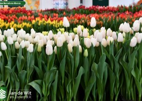 Tulipa Barcelona Blanca ® (1)